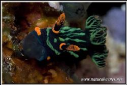It's food o'clock for this Dusky Nembrotha 350D/105 by Yves Antoniazzo 
